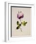 A Pink Rose-James Holland-Framed Giclee Print