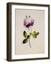 A Pink Rose-James Holland-Framed Giclee Print