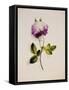 A Pink Rose-James Holland-Framed Stretched Canvas