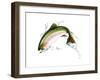 A Pink Salmon Jumping Out of the Water-null-Framed Art Print