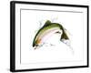 A Pink Salmon Jumping Out of the Water-null-Framed Art Print