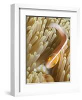 A Pink Skunk Clownfish in its Host Anemone-Eric Peter Black-Framed Photographic Print