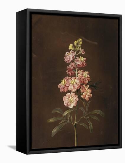 A Pink Stock with a Dragonfly-Barbara Regina Dietzsch-Framed Stretched Canvas