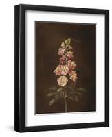 A Pink Stock with a Dragonfly-Barbara Regina Dietzsch-Framed Giclee Print