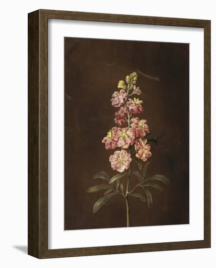 A Pink Stock with a Dragonfly-Barbara Regina Dietzsch-Framed Giclee Print