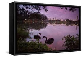 A Pink Sunset with Two Black Swans in Ibirapuera Park Lake with Sao Paulo Cityscape Behind-Alex Saberi-Framed Stretched Canvas