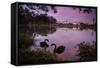 A Pink Sunset with Two Black Swans in Ibirapuera Park Lake with Sao Paulo Cityscape Behind-Alex Saberi-Framed Stretched Canvas