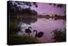 A Pink Sunset with Two Black Swans in Ibirapuera Park Lake with Sao Paulo Cityscape Behind-Alex Saberi-Stretched Canvas