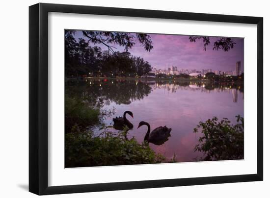 A Pink Sunset with Two Black Swans in Ibirapuera Park Lake with Sao Paulo Cityscape Behind-Alex Saberi-Framed Photographic Print