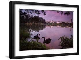 A Pink Sunset with Two Black Swans in Ibirapuera Park Lake with Sao Paulo Cityscape Behind-Alex Saberi-Framed Photographic Print
