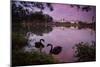A Pink Sunset with Two Black Swans in Ibirapuera Park Lake with Sao Paulo Cityscape Behind-Alex Saberi-Mounted Photographic Print