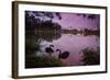 A Pink Sunset with Two Black Swans in Ibirapuera Park Lake with Sao Paulo Cityscape Behind-Alex Saberi-Framed Photographic Print