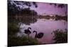 A Pink Sunset with Two Black Swans in Ibirapuera Park Lake with Sao Paulo Cityscape Behind-Alex Saberi-Mounted Photographic Print