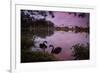 A Pink Sunset with Two Black Swans in Ibirapuera Park Lake with Sao Paulo Cityscape Behind-Alex Saberi-Framed Photographic Print