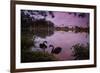 A Pink Sunset with Two Black Swans in Ibirapuera Park Lake with Sao Paulo Cityscape Behind-Alex Saberi-Framed Photographic Print