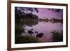 A Pink Sunset with Two Black Swans in Ibirapuera Park Lake with Sao Paulo Cityscape Behind-Alex Saberi-Framed Photographic Print