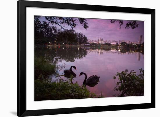 A Pink Sunset with Two Black Swans in Ibirapuera Park Lake with Sao Paulo Cityscape Behind-Alex Saberi-Framed Photographic Print