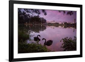 A Pink Sunset with Two Black Swans in Ibirapuera Park Lake with Sao Paulo Cityscape Behind-Alex Saberi-Framed Photographic Print