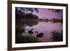 A Pink Sunset with Two Black Swans in Ibirapuera Park Lake with Sao Paulo Cityscape Behind-Alex Saberi-Framed Photographic Print