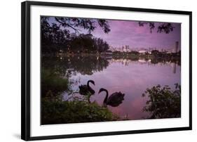 A Pink Sunset with Two Black Swans in Ibirapuera Park Lake with Sao Paulo Cityscape Behind-Alex Saberi-Framed Photographic Print