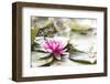 A Pink Water Lily Blossom-Petra Daisenberger-Framed Photographic Print