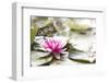 A Pink Water Lily Blossom-Petra Daisenberger-Framed Photographic Print