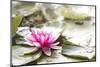 A Pink Water Lily Blossom-Petra Daisenberger-Mounted Photographic Print