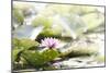 A Pink Water Lily Blossom-Petra Daisenberger-Mounted Photographic Print