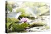 A Pink Water Lily Blossom-Petra Daisenberger-Stretched Canvas