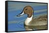 A Pintail Duck, Wide Geographic Distribution in Northern Latitudes-Richard Wright-Framed Stretched Canvas