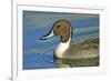 A Pintail Duck, Wide Geographic Distribution in Northern Latitudes-Richard Wright-Framed Photographic Print