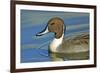 A Pintail Duck, Wide Geographic Distribution in Northern Latitudes-Richard Wright-Framed Photographic Print