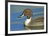 A Pintail Duck, Wide Geographic Distribution in Northern Latitudes-Richard Wright-Framed Photographic Print