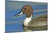 A Pintail Duck, Wide Geographic Distribution in Northern Latitudes-Richard Wright-Mounted Photographic Print