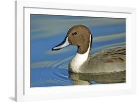 A Pintail Duck, Wide Geographic Distribution in Northern Latitudes-Richard Wright-Framed Photographic Print