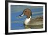 A Pintail Duck, Wide Geographic Distribution in Northern Latitudes-Richard Wright-Framed Photographic Print