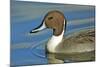 A Pintail Duck, Wide Geographic Distribution in Northern Latitudes-Richard Wright-Mounted Photographic Print