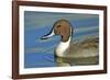 A Pintail Duck, Wide Geographic Distribution in Northern Latitudes-Richard Wright-Framed Photographic Print