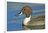 A Pintail Duck, Wide Geographic Distribution in Northern Latitudes-Richard Wright-Framed Photographic Print