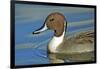 A Pintail Duck, Wide Geographic Distribution in Northern Latitudes-Richard Wright-Framed Photographic Print