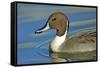 A Pintail Duck, Wide Geographic Distribution in Northern Latitudes-Richard Wright-Framed Stretched Canvas