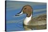 A Pintail Duck, Wide Geographic Distribution in Northern Latitudes-Richard Wright-Stretched Canvas