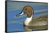 A Pintail Duck, Wide Geographic Distribution in Northern Latitudes-Richard Wright-Framed Stretched Canvas