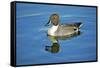A Pintail Duck, Wide Geographic Distribution in Northern Latitudes-Richard Wright-Framed Stretched Canvas