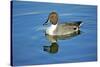 A Pintail Duck, Wide Geographic Distribution in Northern Latitudes-Richard Wright-Stretched Canvas