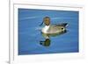 A Pintail Duck, Wide Geographic Distribution in Northern Latitudes-Richard Wright-Framed Photographic Print