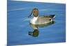 A Pintail Duck, Wide Geographic Distribution in Northern Latitudes-Richard Wright-Mounted Photographic Print