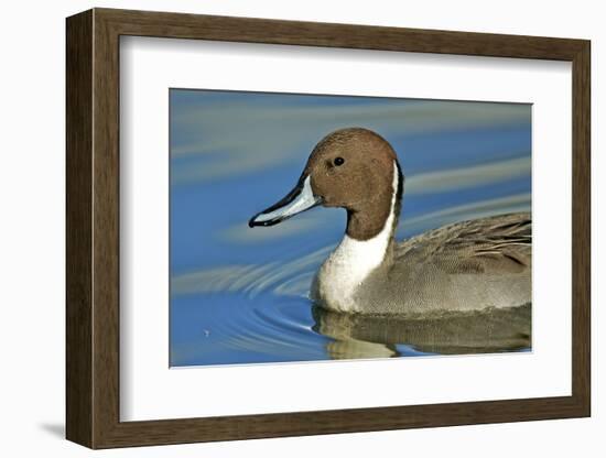 A Pintail Duck, Wide Geographic Distribution in Northern Latitudes-Richard Wright-Framed Photographic Print