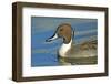 A Pintail Duck, Wide Geographic Distribution in Northern Latitudes-Richard Wright-Framed Photographic Print