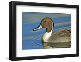 A Pintail Duck, Wide Geographic Distribution in Northern Latitudes-Richard Wright-Framed Photographic Print